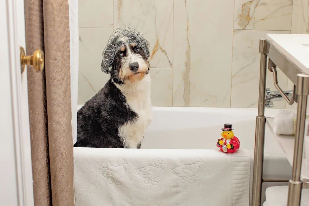 Pet-friendly