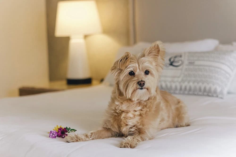 Pet-friendly