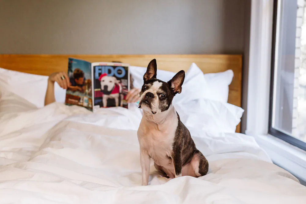Pet-friendly