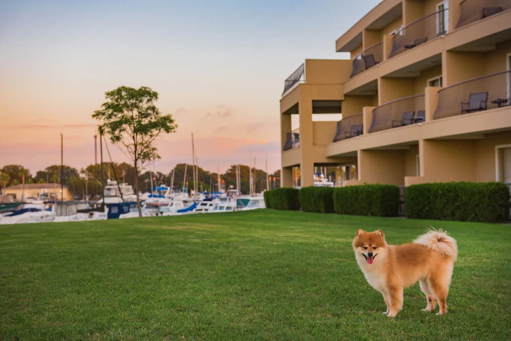 Pet-friendly