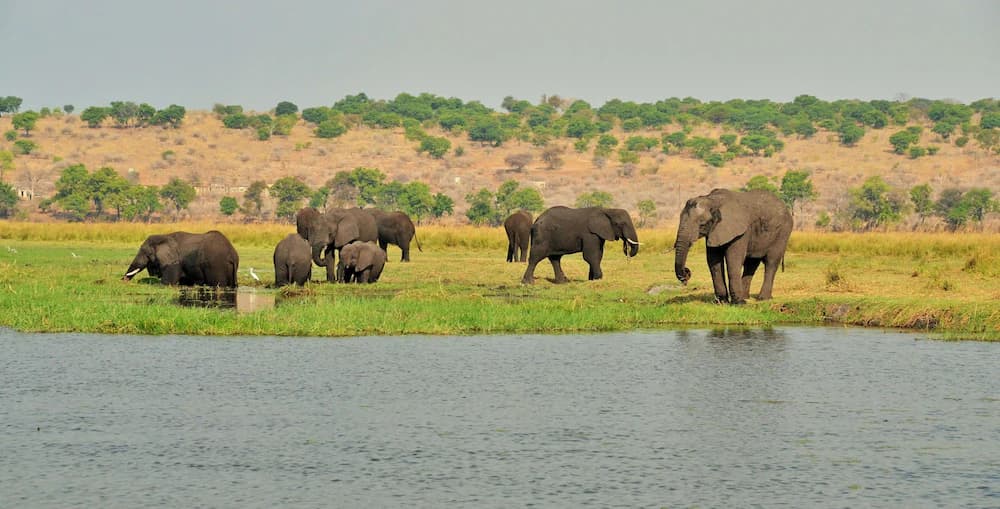 Game viewing