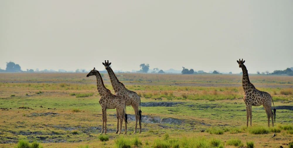 Game viewing