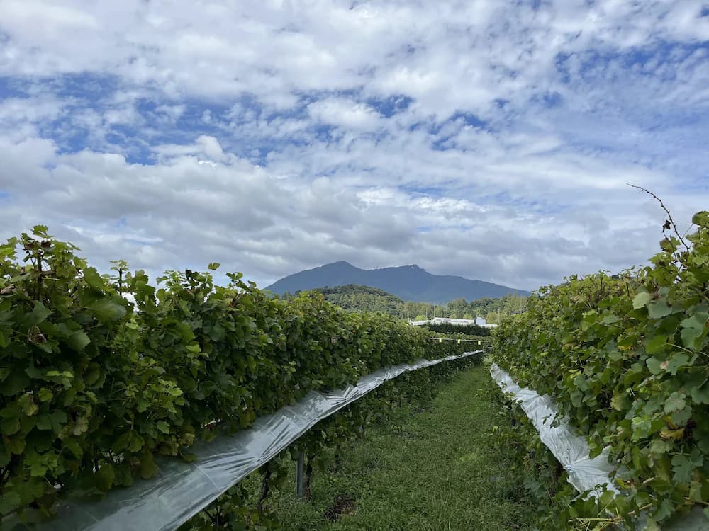 Winery