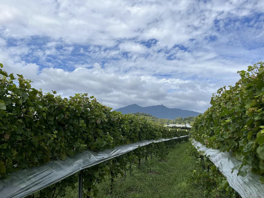 Winery