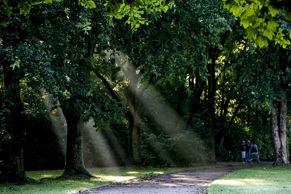 Park view