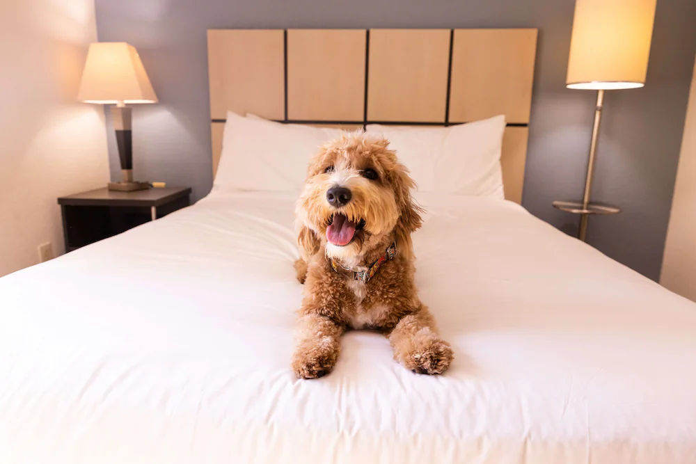 Pet-friendly amenities