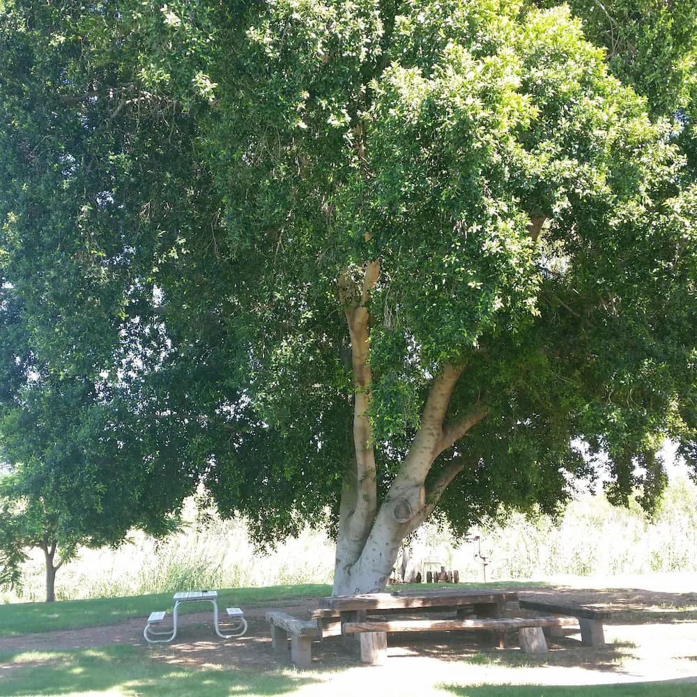 BBQ/picnic area