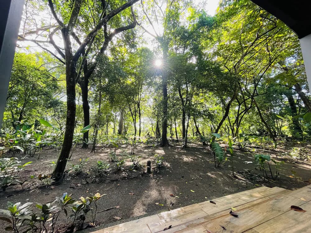 Garden view