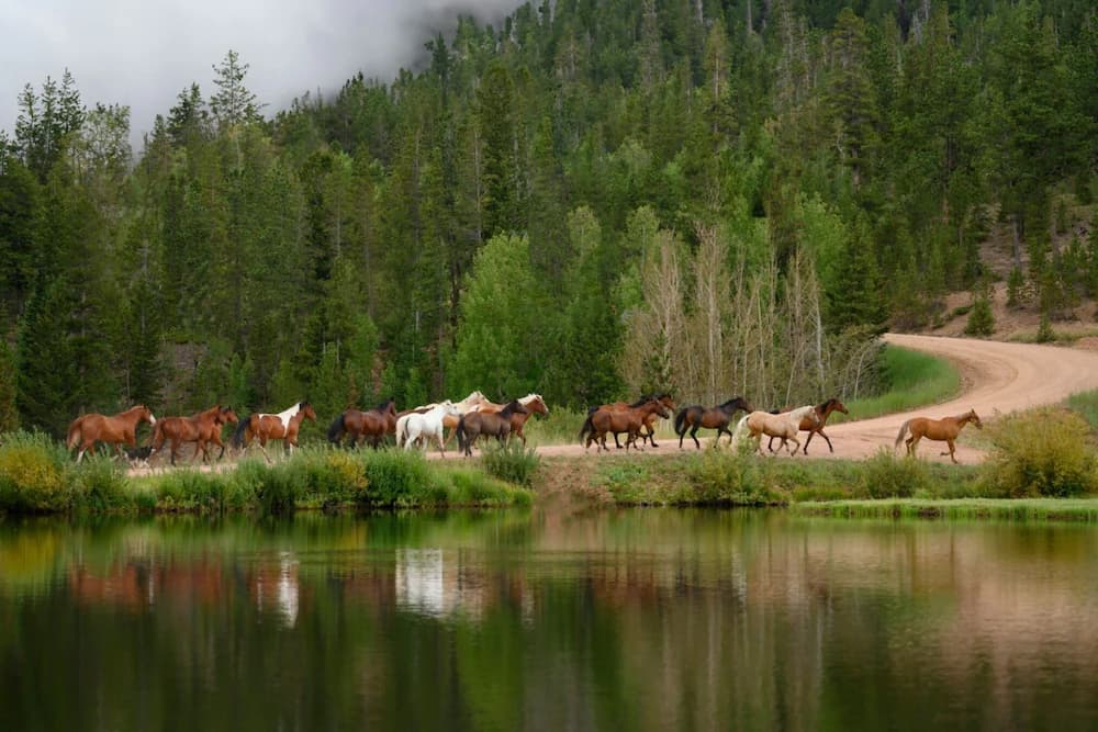 Horseback riding