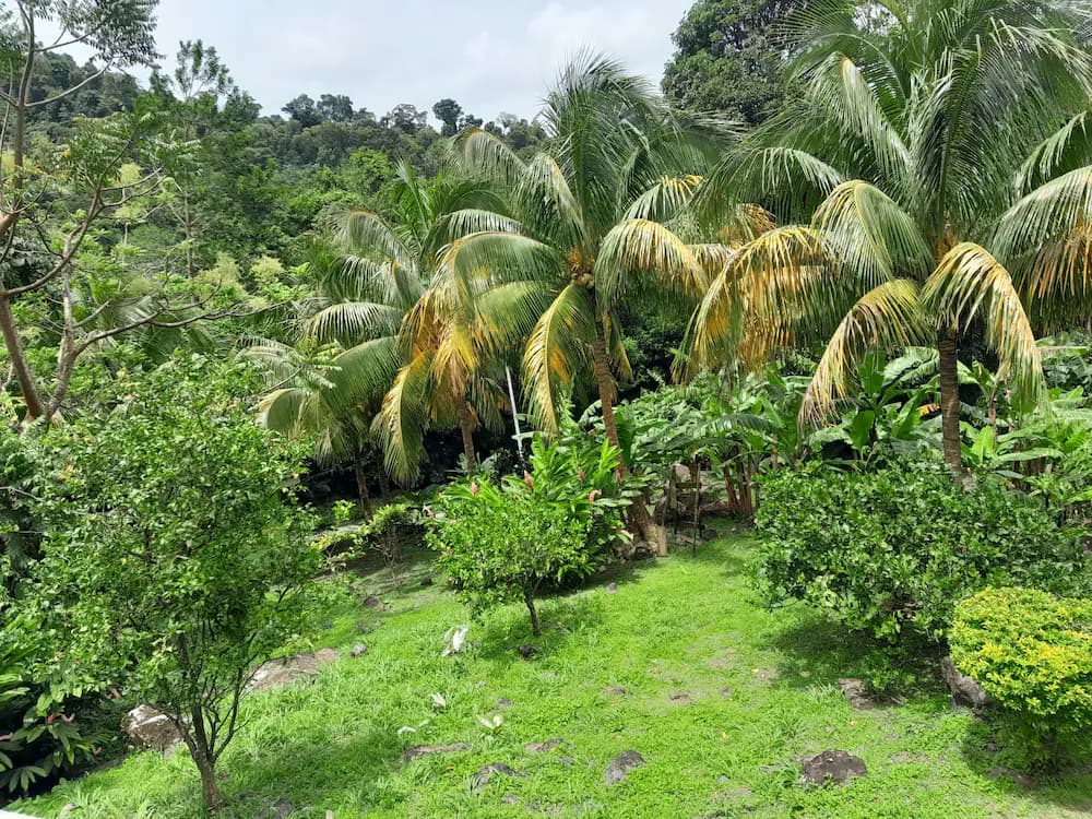 Garden view