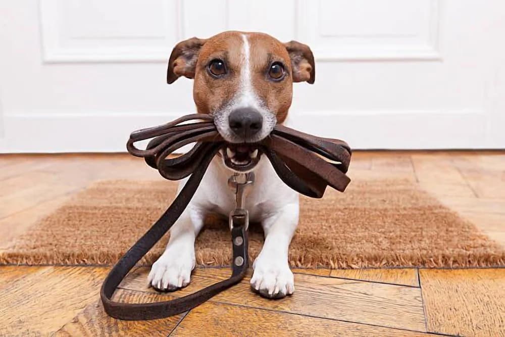 Pet-friendly