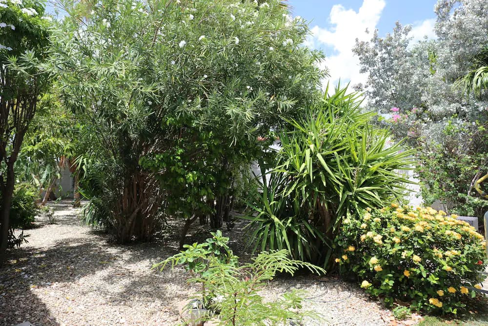Garden view