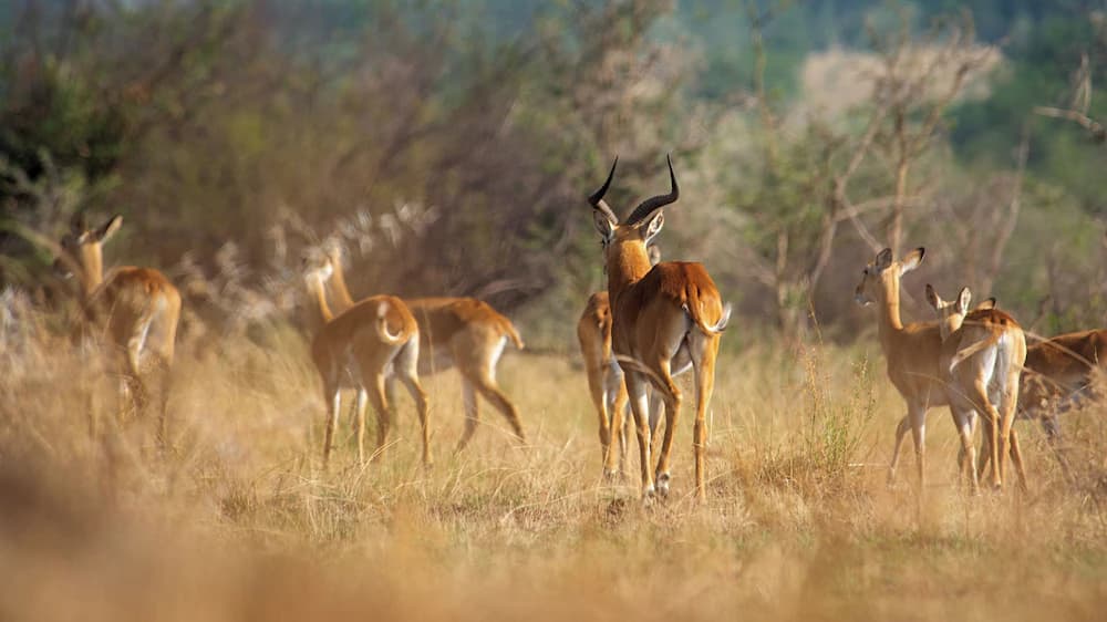 Game drive