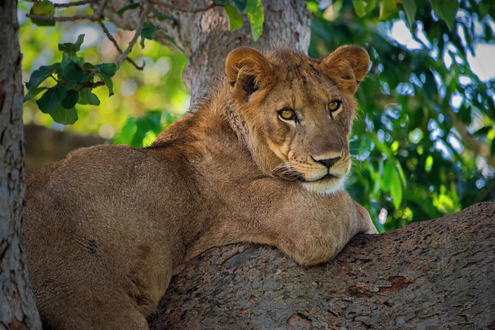 Game drive