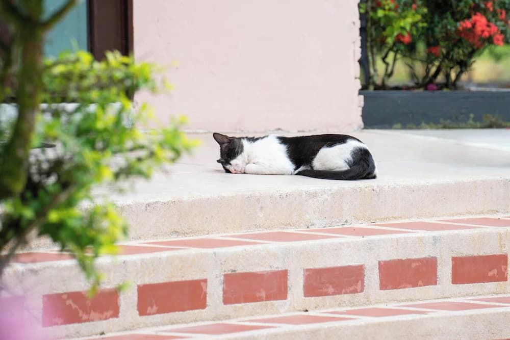 Pet-friendly