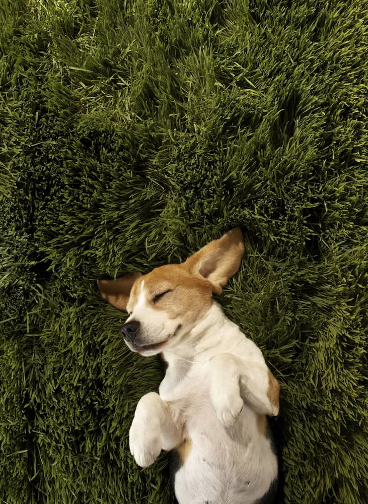 Pet-friendly