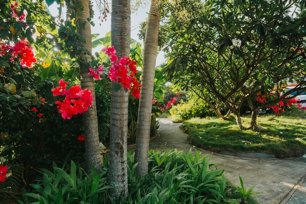 Garden view