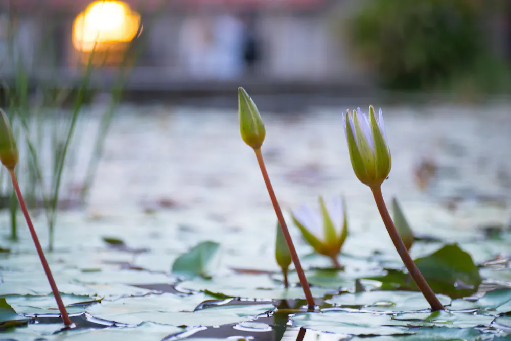 Fountain