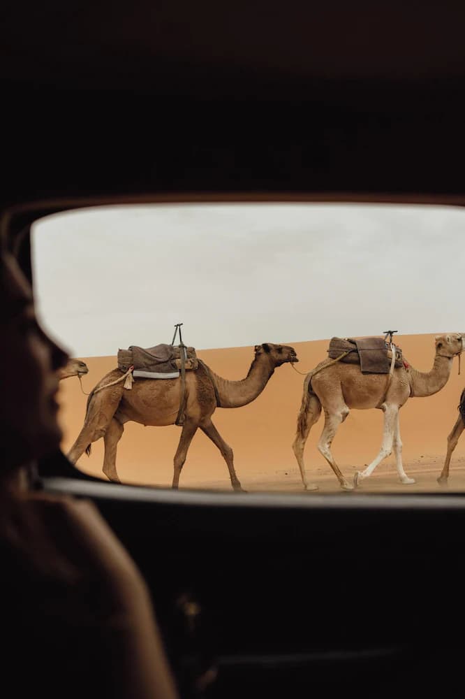 Safari