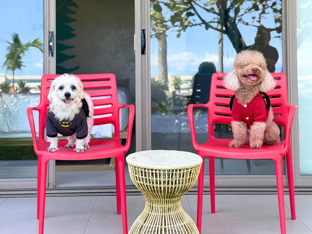 Pet-friendly