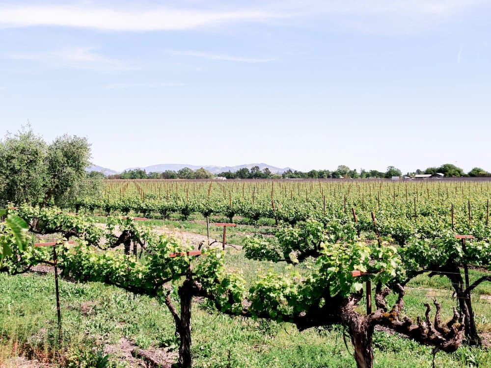 Vineyard