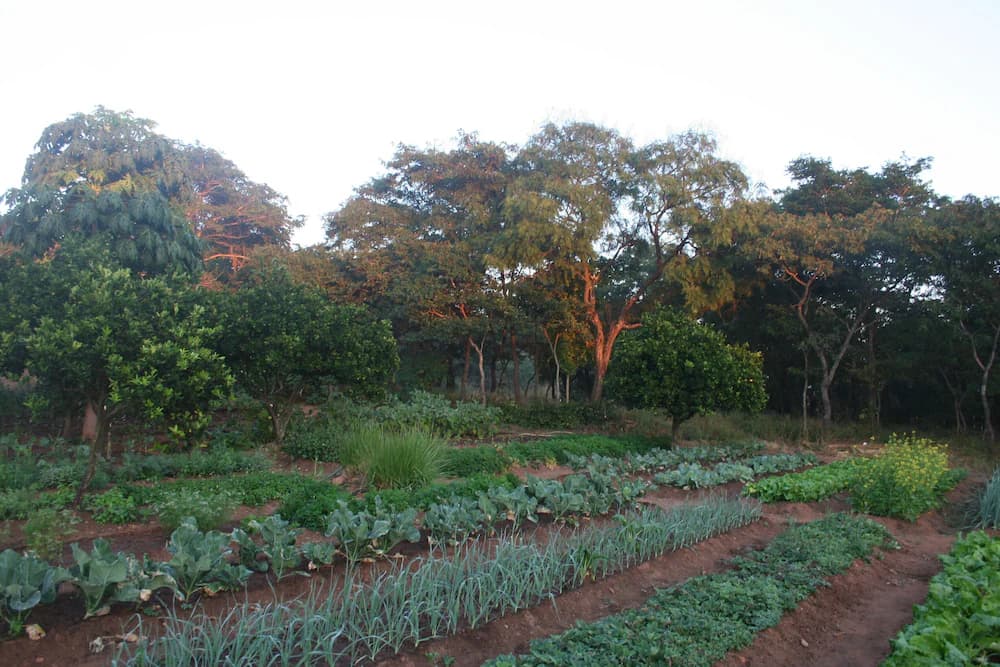 Garden