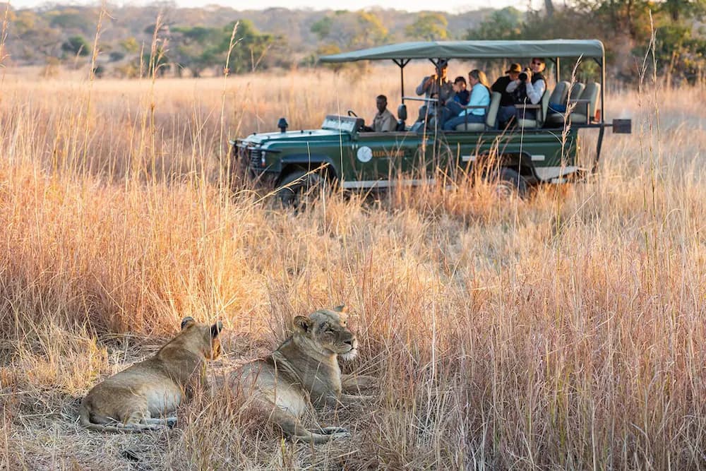 Safari