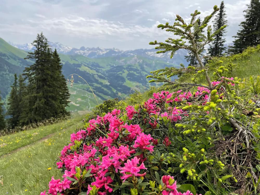 Hiking