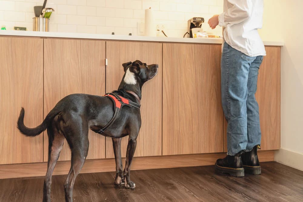 Pet-friendly