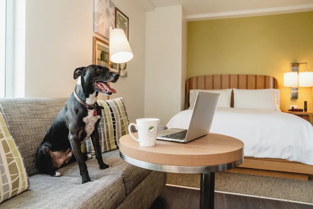 Pet-friendly