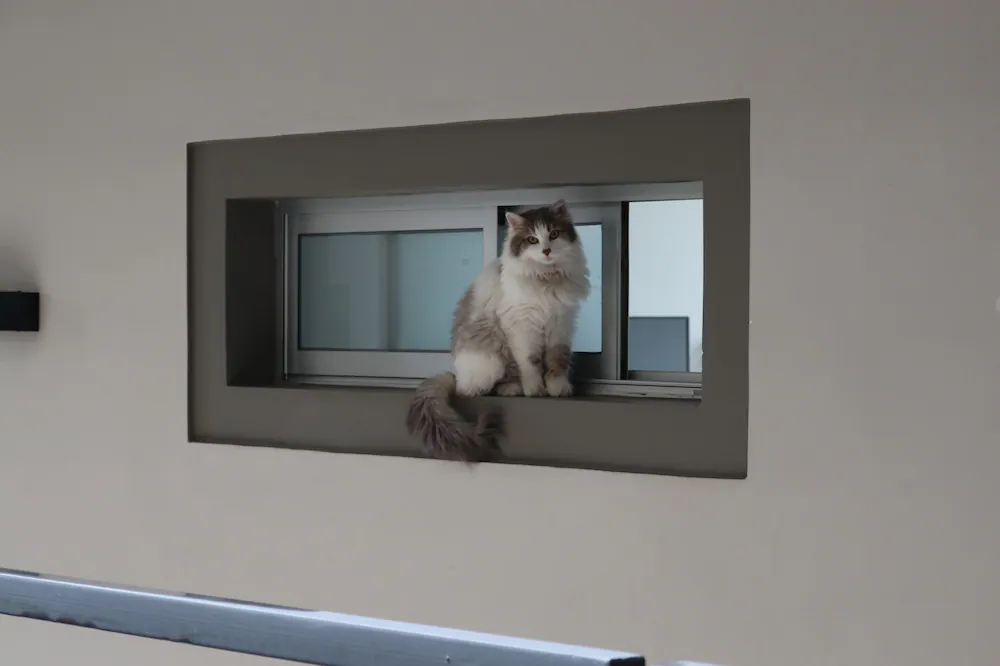 Pet-friendly