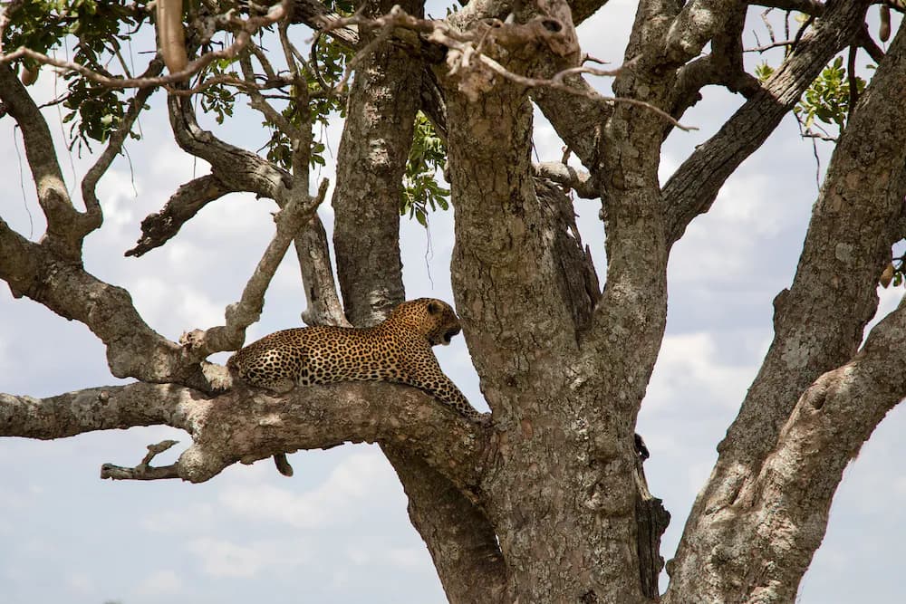 Safari