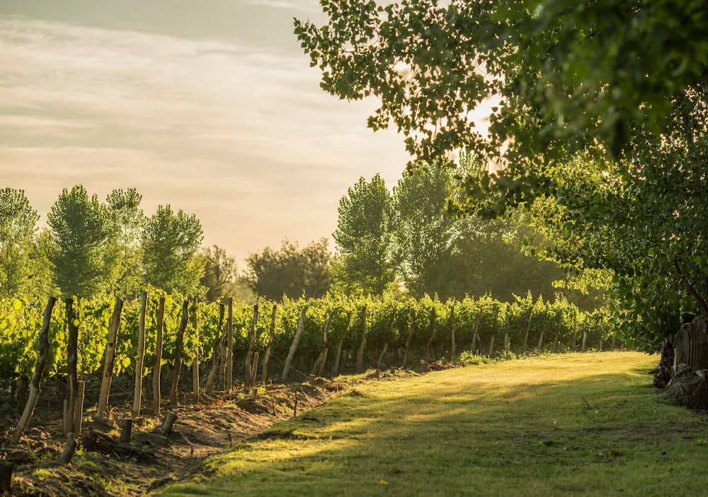 Vineyard