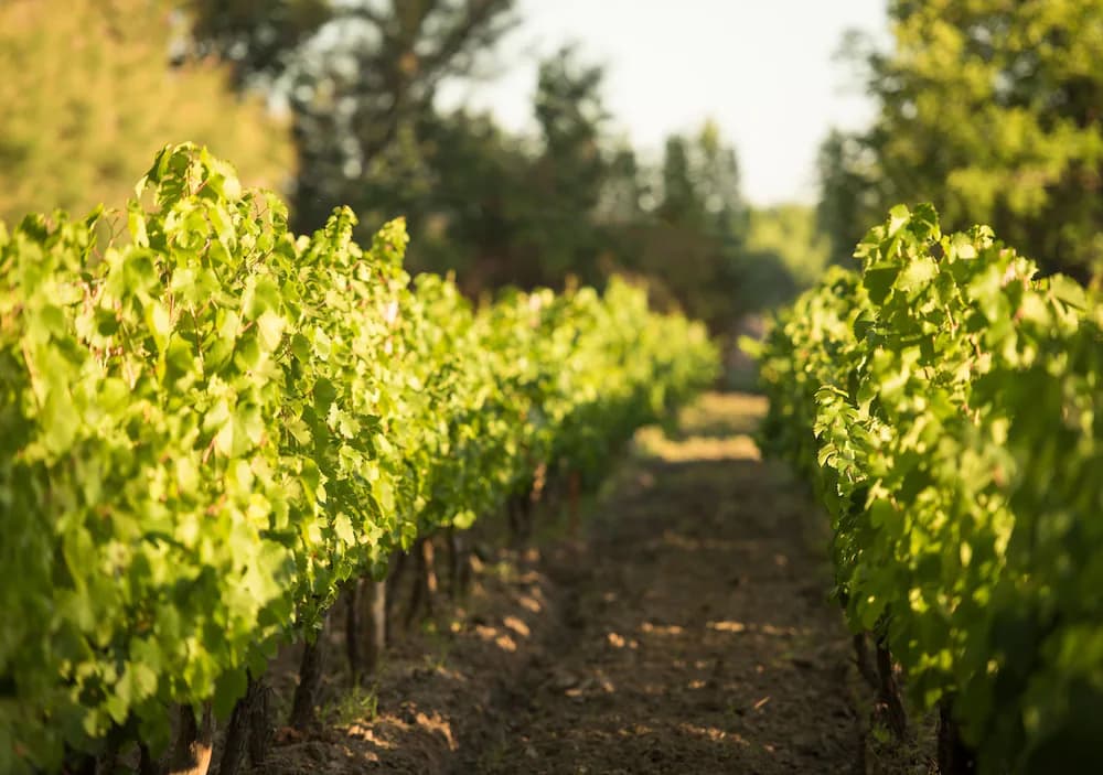 Winery