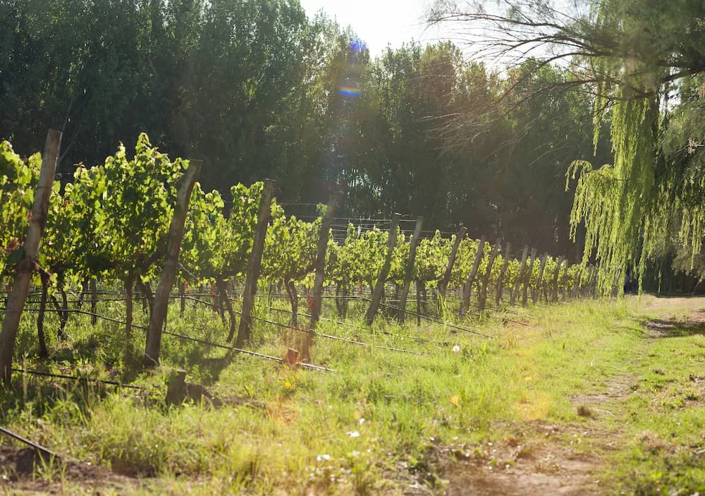 Winery