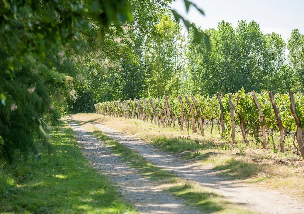 Vineyard