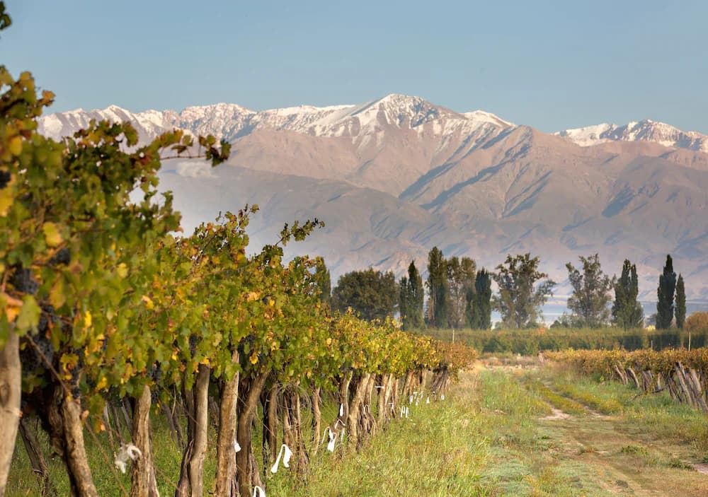 Vineyard