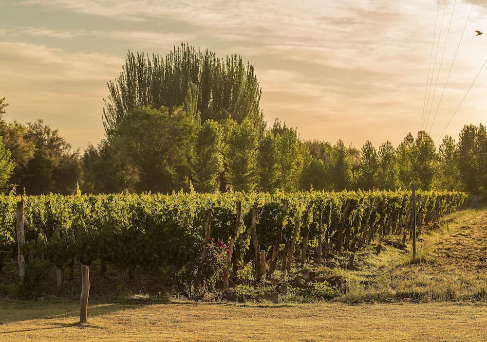 Winery