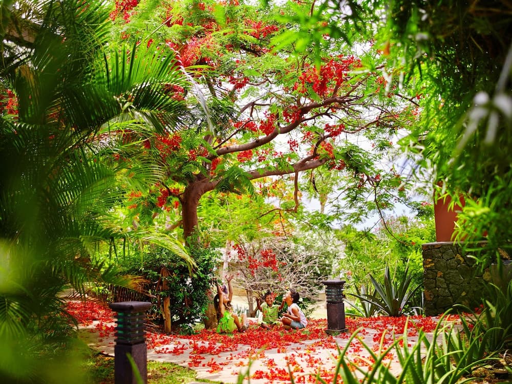 Garden