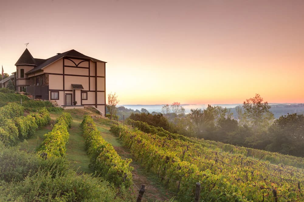Vineyard