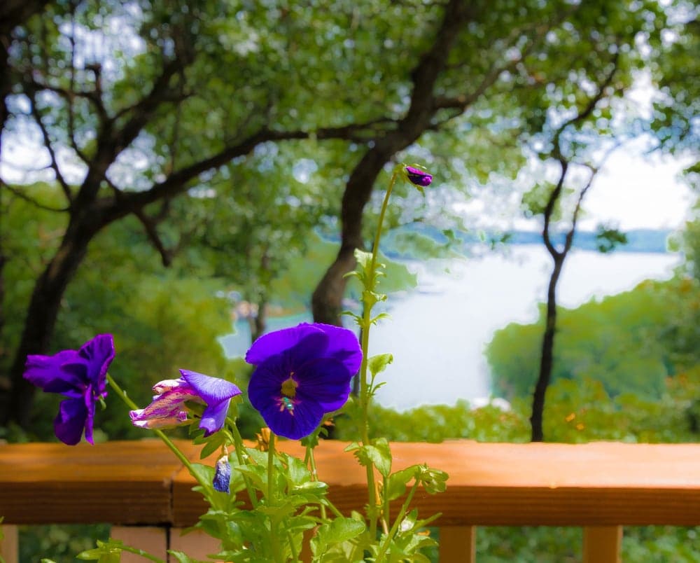 View from property