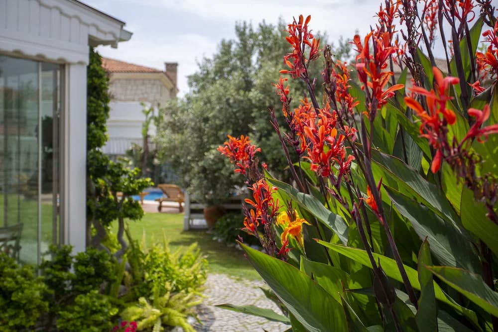 Garden view