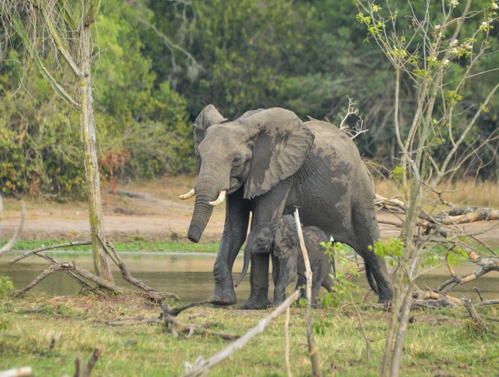 Game viewing