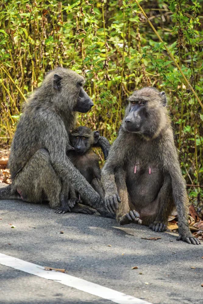 Game viewing