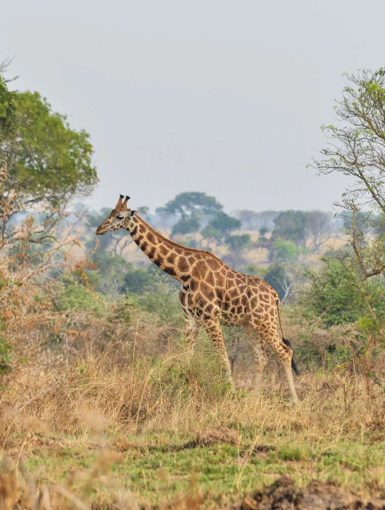 Game drive