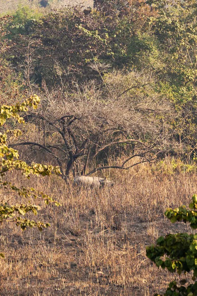Safari