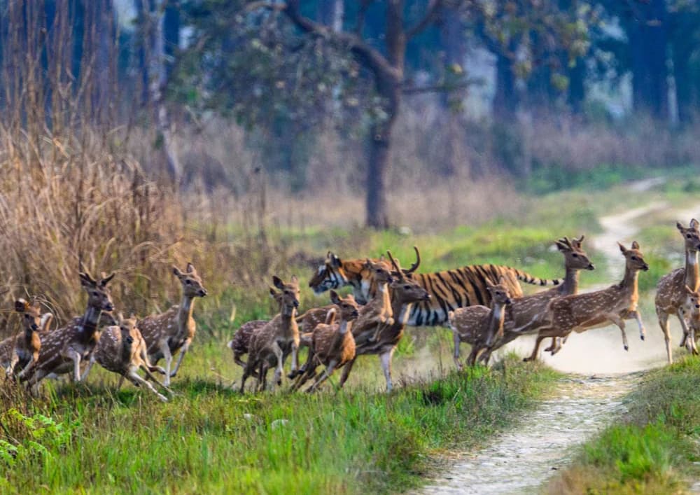 Game viewing