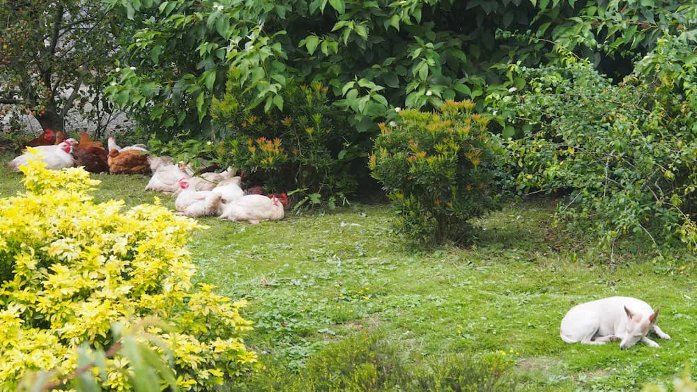 Garden