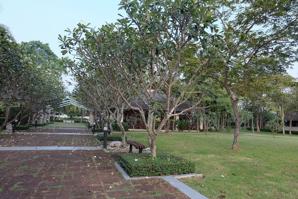 Garden view