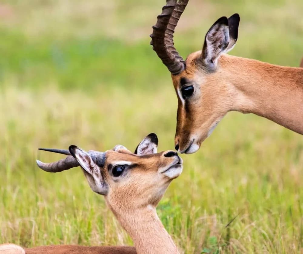 Game viewing